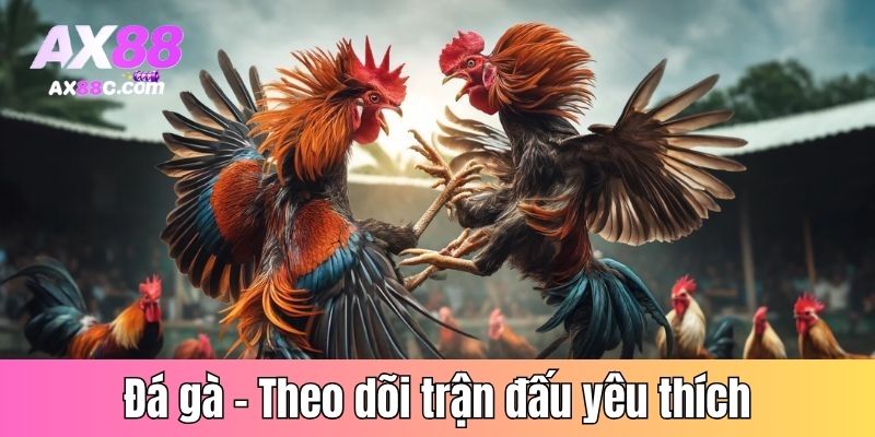 Đá gà – Theo dõi trận đấu cùng chiến kê yêu thích