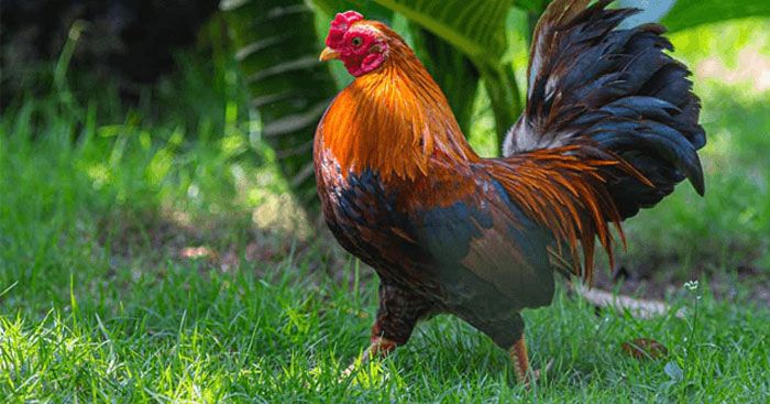 Tiếng đá gà gáy do “đồng hồ sinh học” đặc trưng