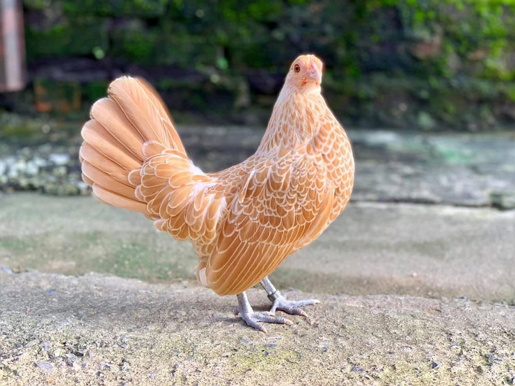 Các mức giá phổ biến của gà vảy cá vàng