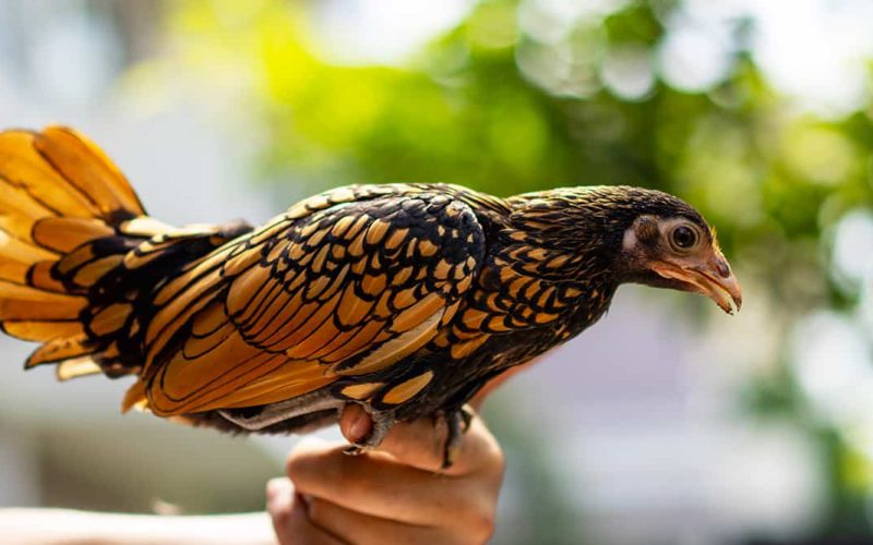 Hướng dẫn chăm nuôi gà vảy cá vàng đúng cách