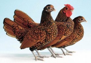 Gà Vảy Cá Vàng: Đặc Điểm, Kỹ Thuật Chăm Và Giá Ước Tính