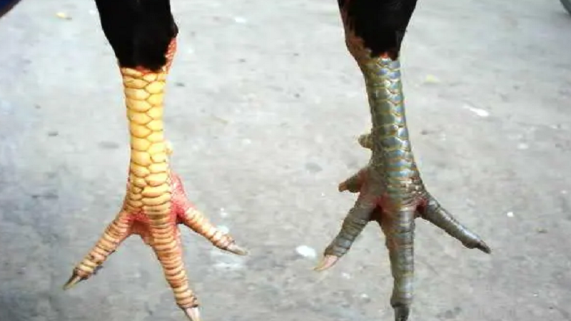 Cách xem và nhận diện vảy Hộ Khẩu