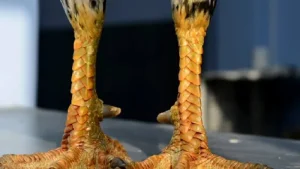 Xem Vảy Gà Chọi Chuẩn Nhất - Kinh Nghiệm Từ Sư Kê AX88